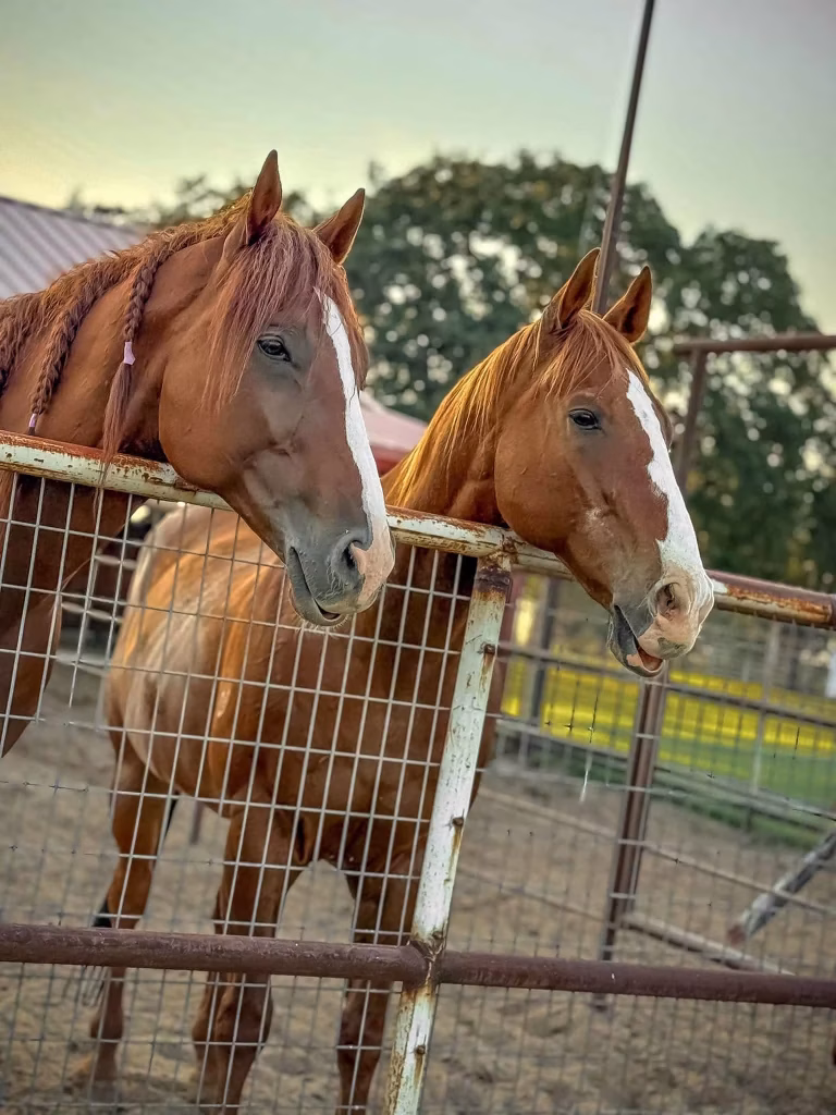 Horse Supplement Synergy Explained