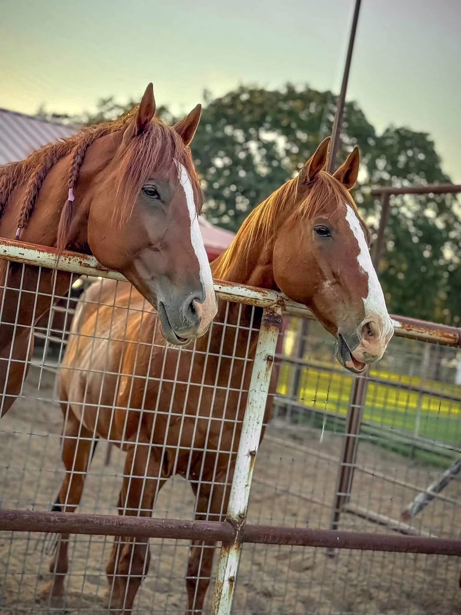 Horse Supplement Synergy Explained