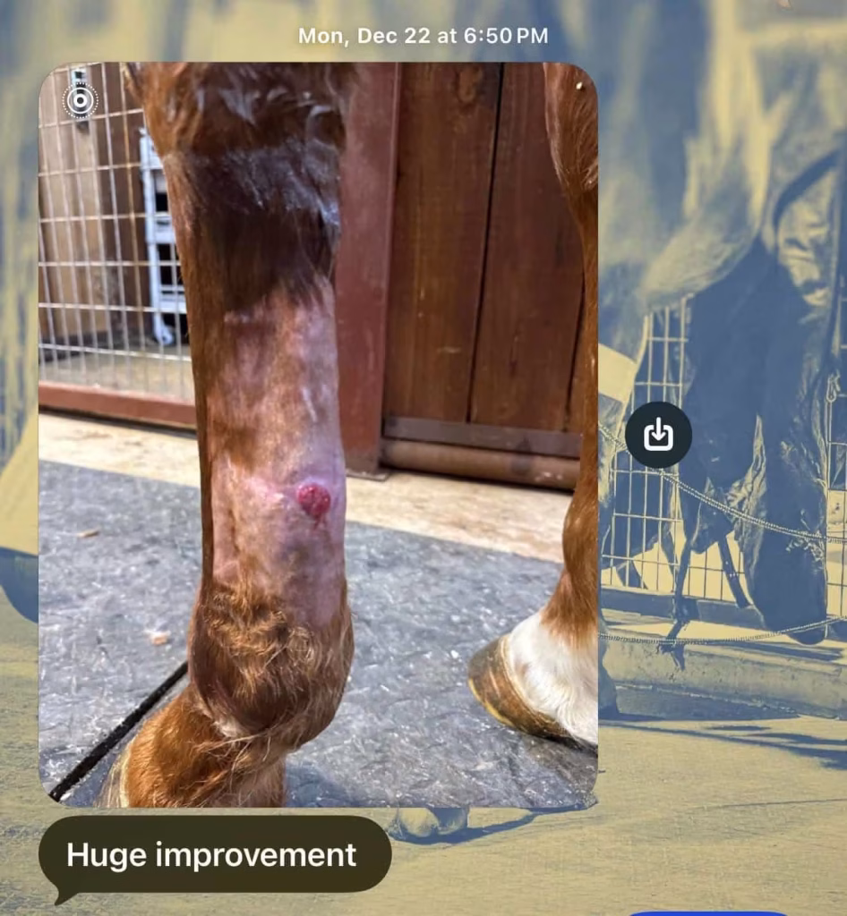 soft tissue tendon healing