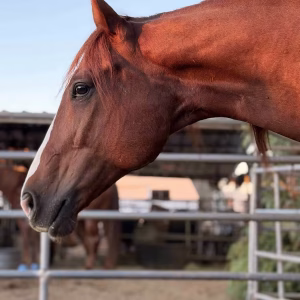 equine nutrition consultations pro