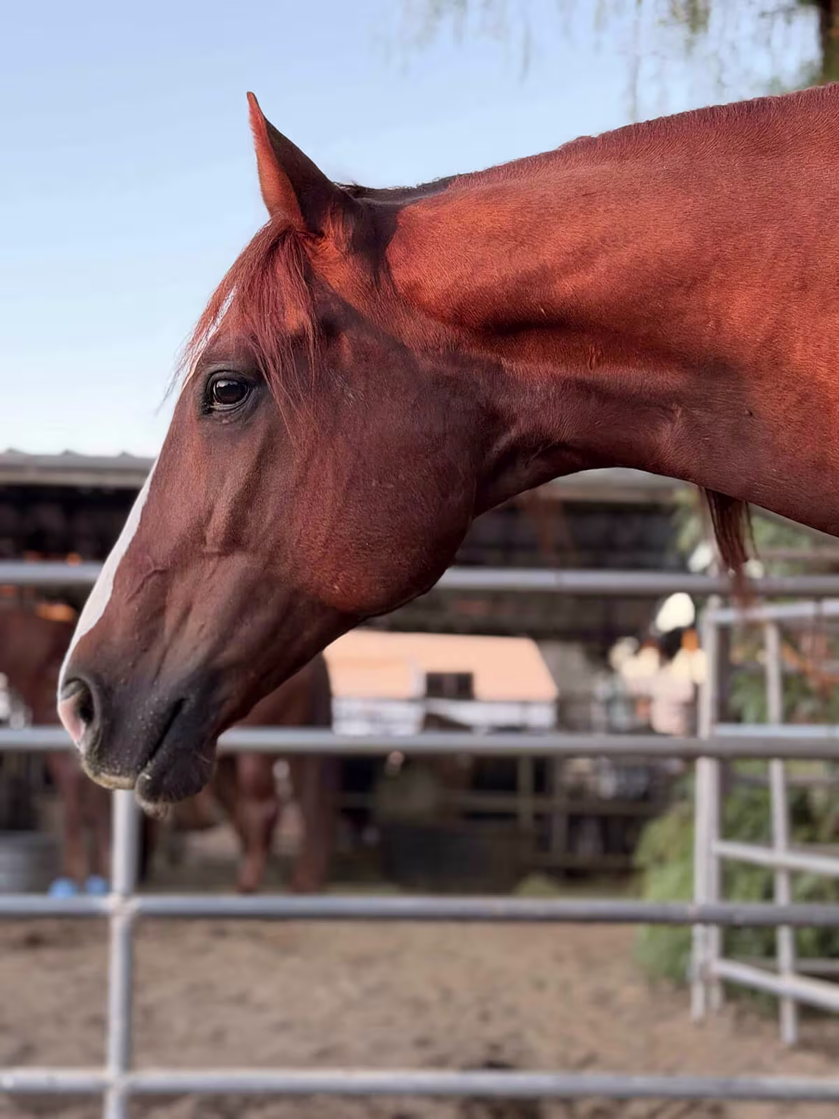 equine nutrition consultations pro