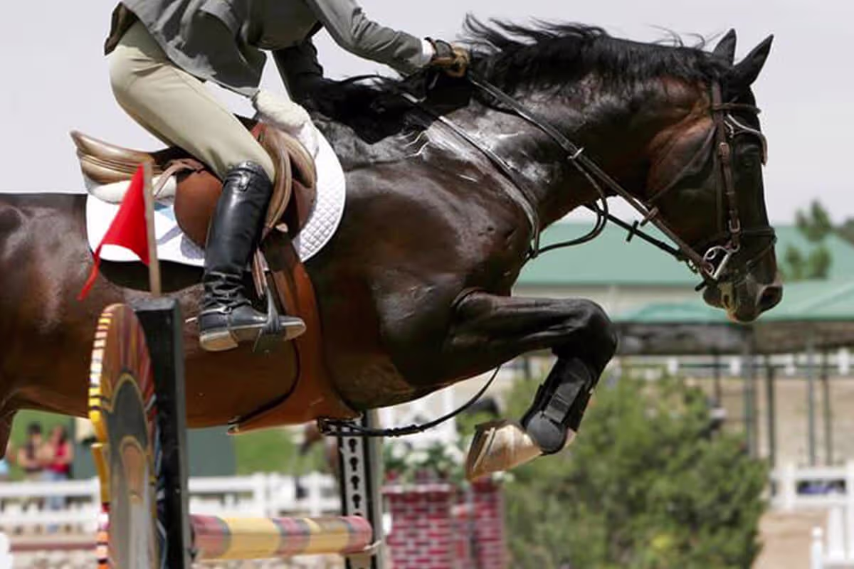 feeding horse supplement after training