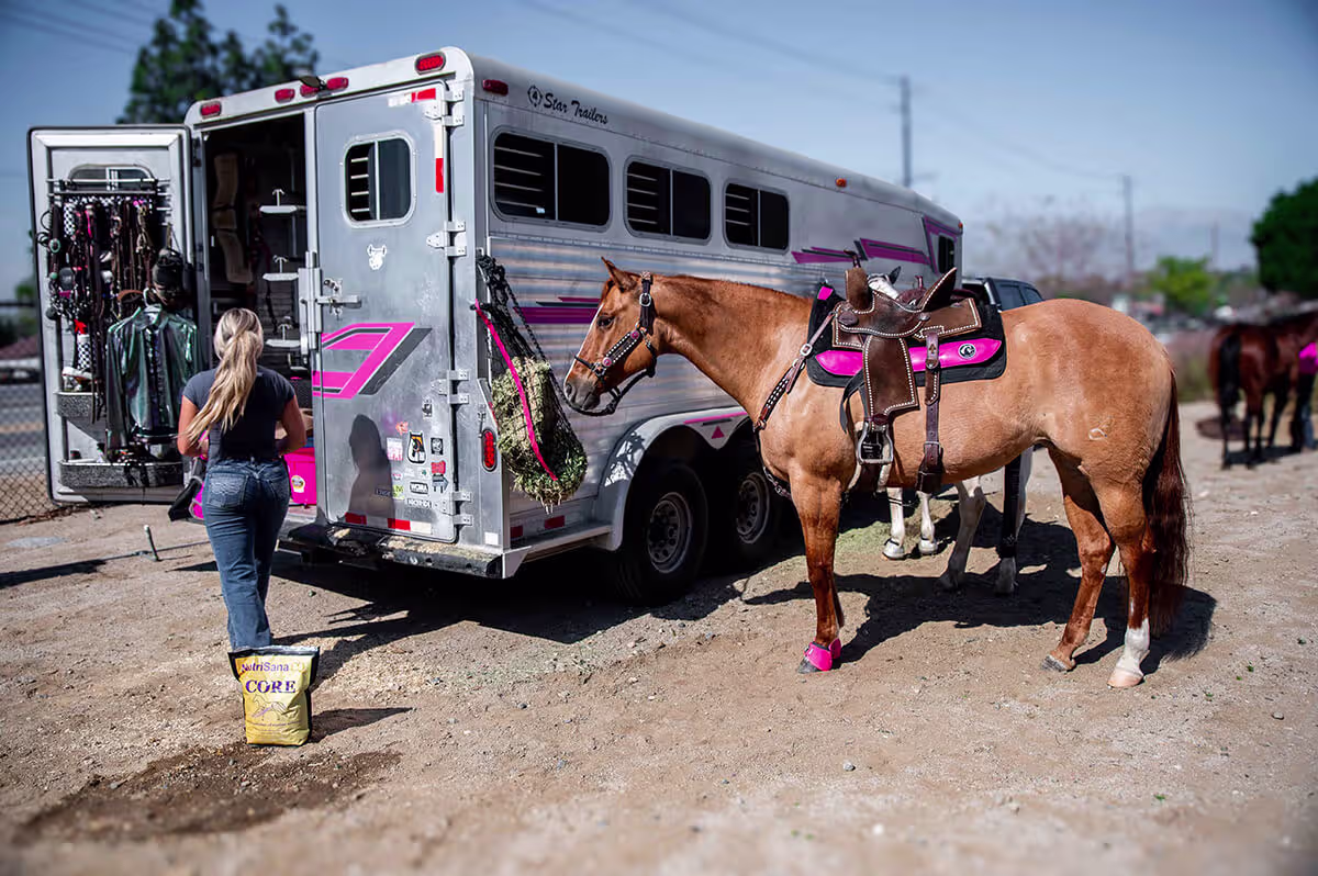 horse collagen supplement for joint support