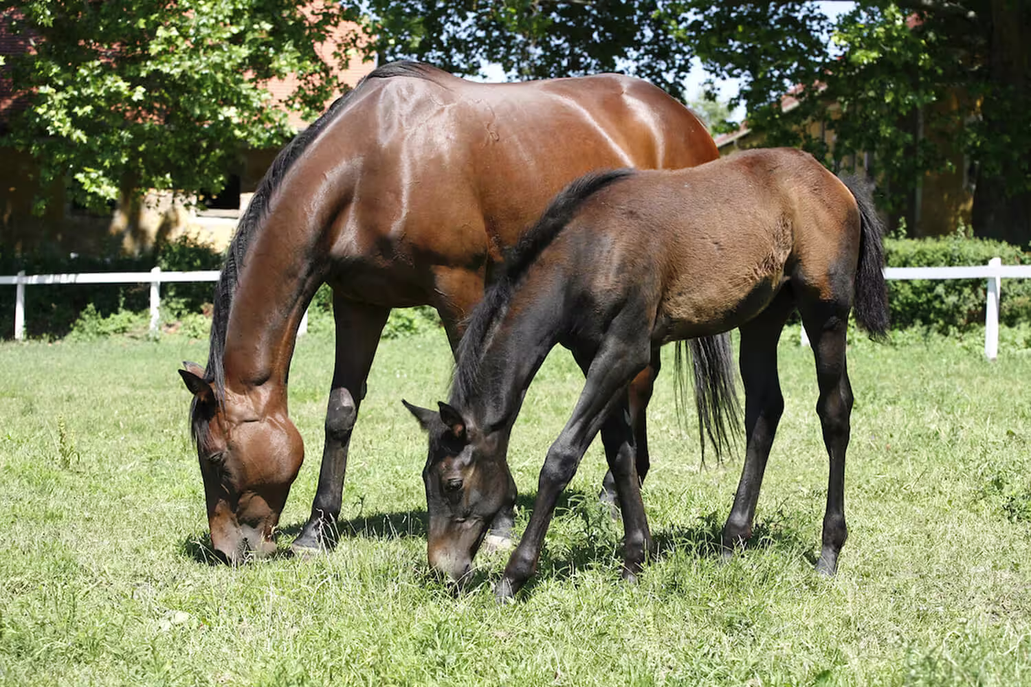 horse eating feed with supplement mixed in