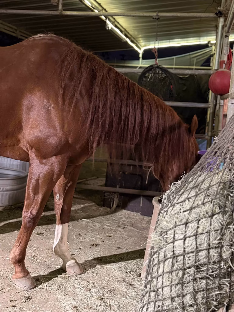 Best Hay and Feeding Strategy for Horses with Ulcers