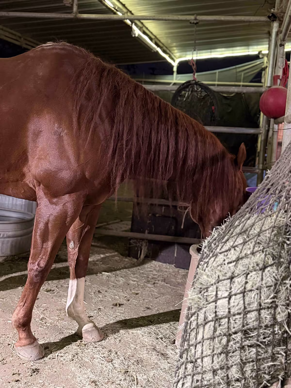 Best Hay and Feeding Strategy for Horses with Ulcers