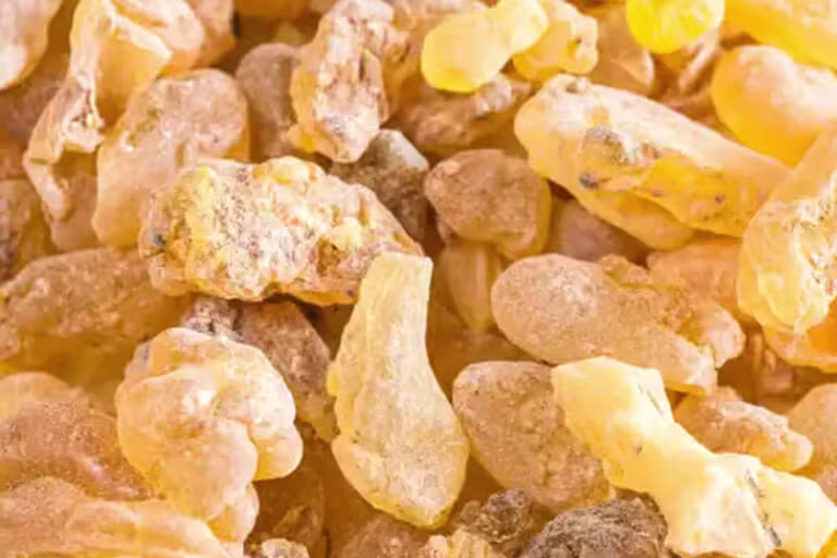 Boswellia