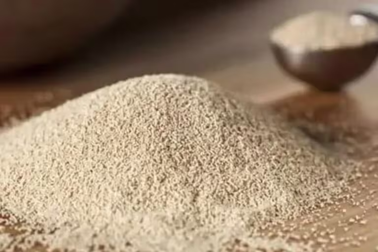 Saccharomyces cerevisiae Yeast Culture