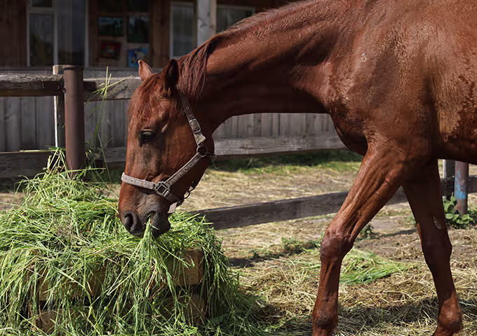 equine nutrition science and analysis