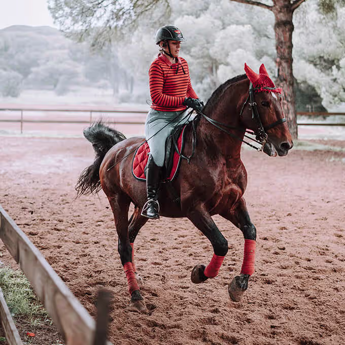 equine rehab and recovery program