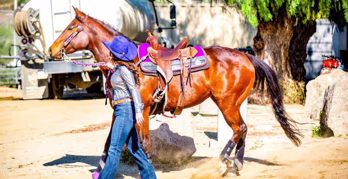 Research-Based Horse Supplement Formulation