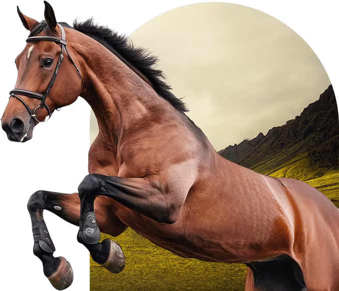 Transparent Horse Supplement Ingredients and Research-Backed Formulas