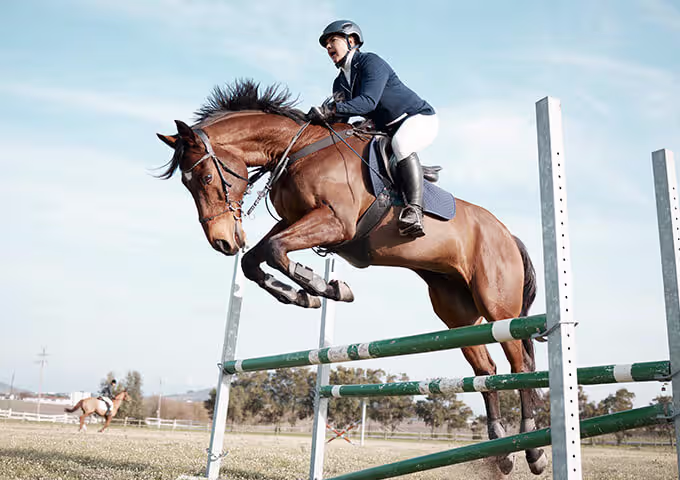 horse collagen and amino acid research