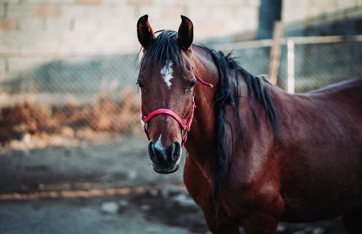 horse supplement ingredients breakdown chart