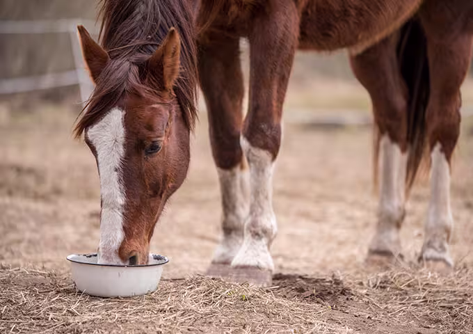 horse supplement mixing feeding routine