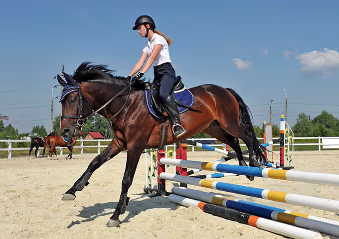 horse supplement research and studies