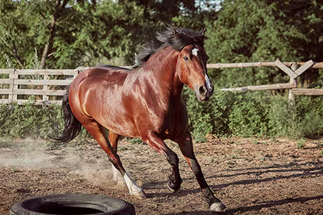 Horse Supplement Guides for Joint Health and Recovery