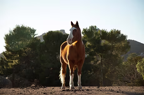 Horse Supplement Timing and Feeding Strategies